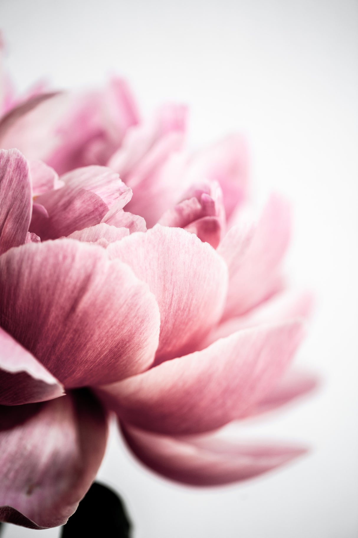 Peony 1 Poster och Canvastavla