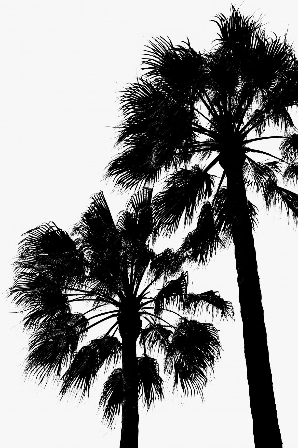 Palm Contrast Poster och Canvastavla
