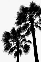 Palm Contrast Poster och Canvastavla