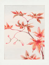 Branch of Momiji Maple Tree With Leaves and Seeds During 1870–1880 Poster och Canvastavla