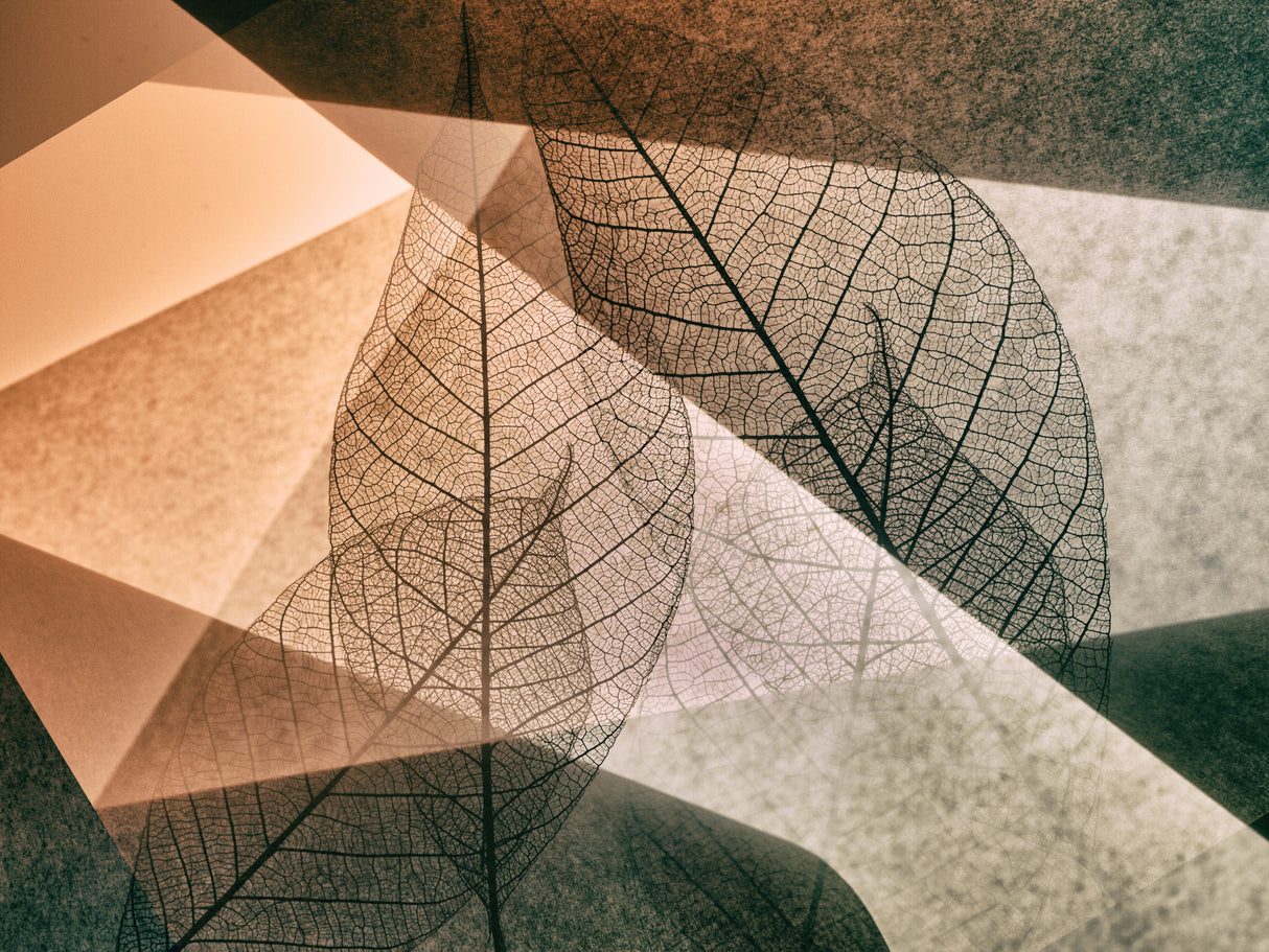Leaf Poster och Canvastavla