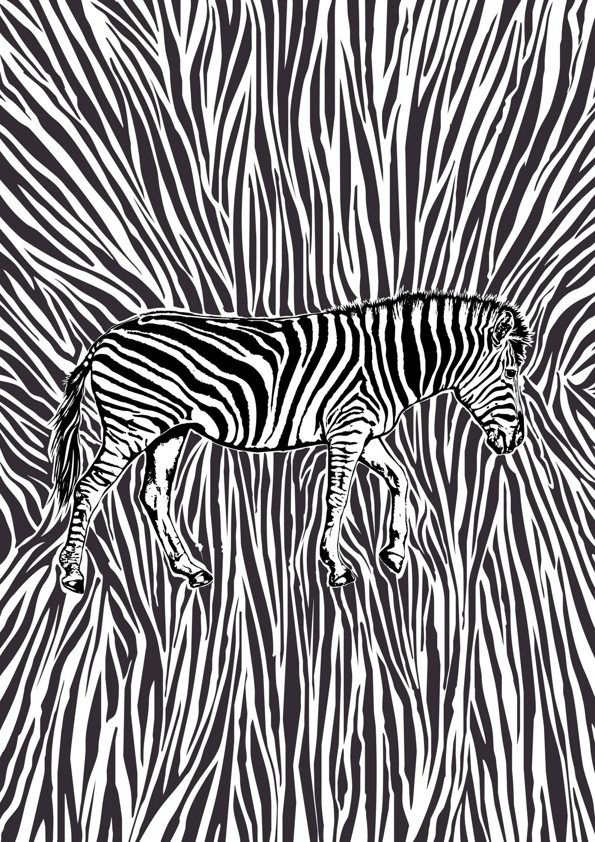 African Zebra striking camouflage Poster och Canvastavla