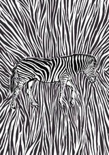 African Zebra striking camouflage Poster och Canvastavla