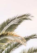 Oasis Palm 03 Poster och Canvastavla