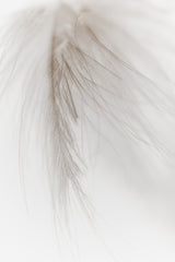 White Feather Poster och Canvastavla