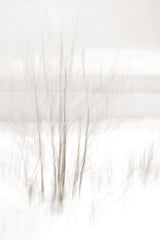 Winter White Poster och Canvastavla