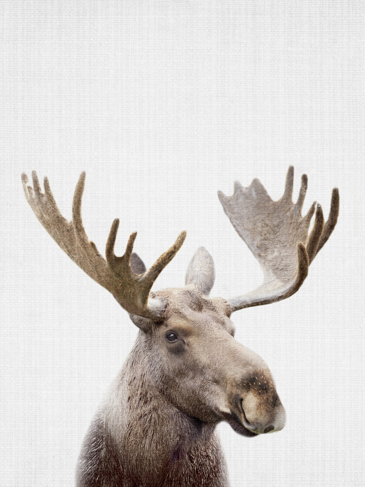 Moose Poster och Canvastavla