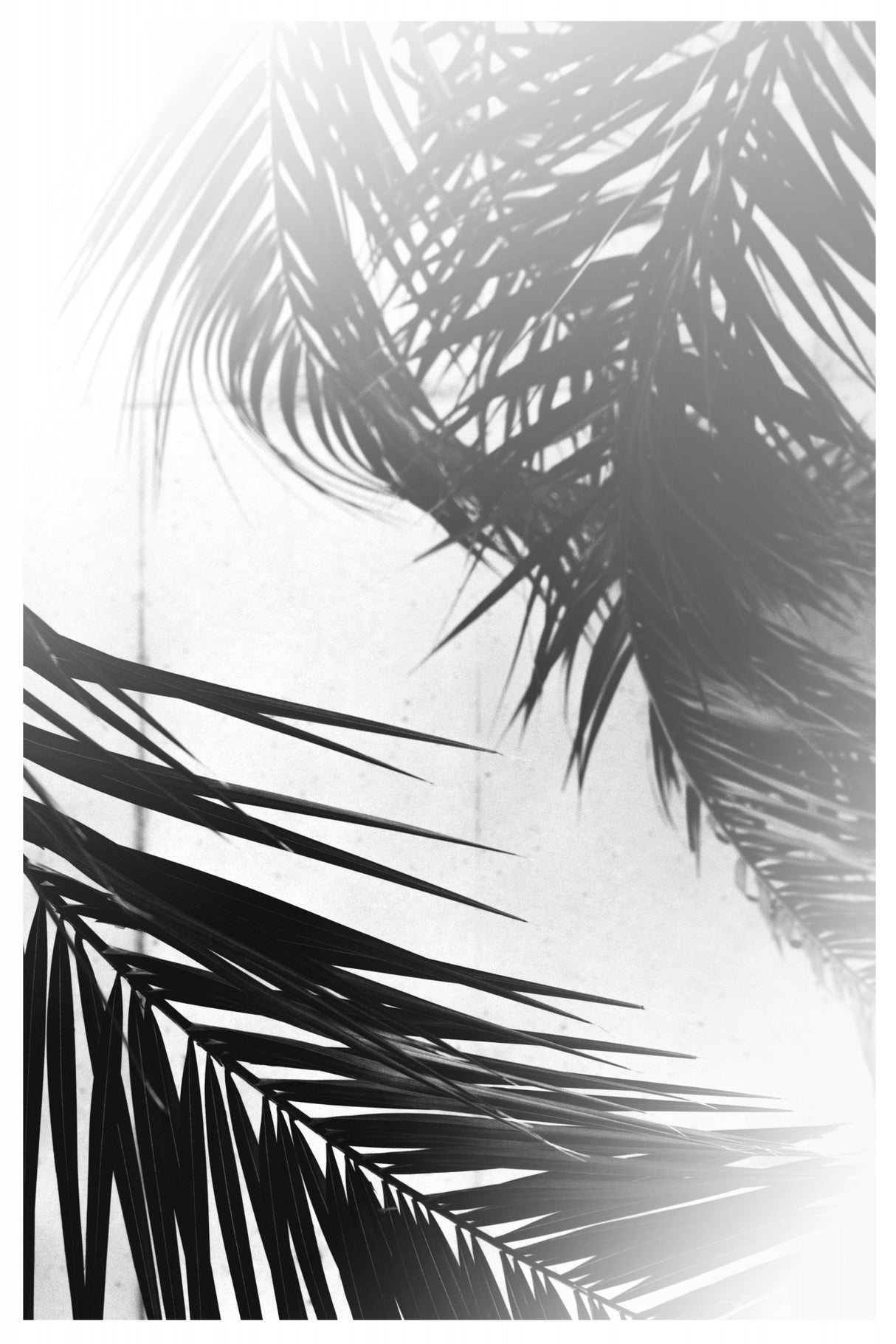 Summer Palms Poster och Canvastavla