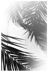 Summer Palms Poster och Canvastavla