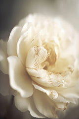 Peonyinsoftlight Poster och Canvastavla