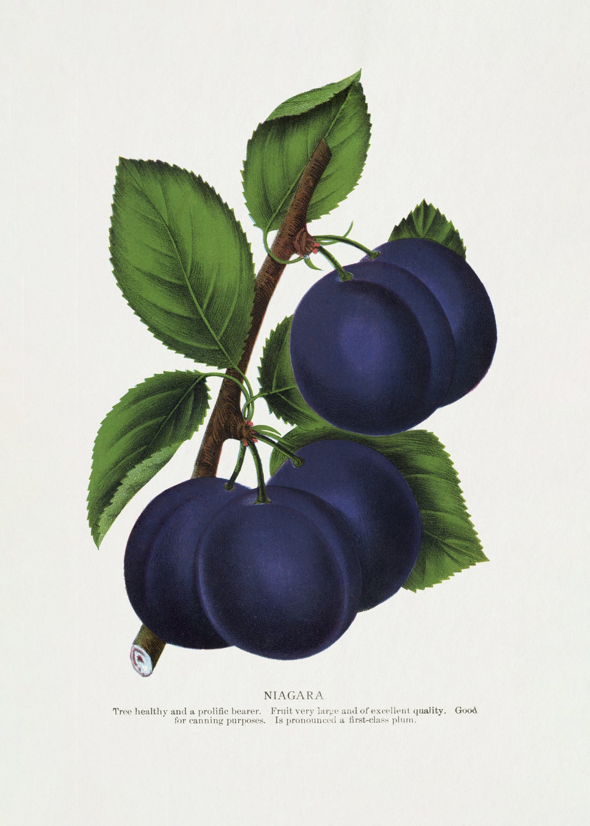 Niagara Plum Lithograph Poster och Canvastavla