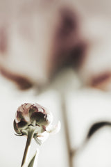 Peony 22 Poster och Canvastavla