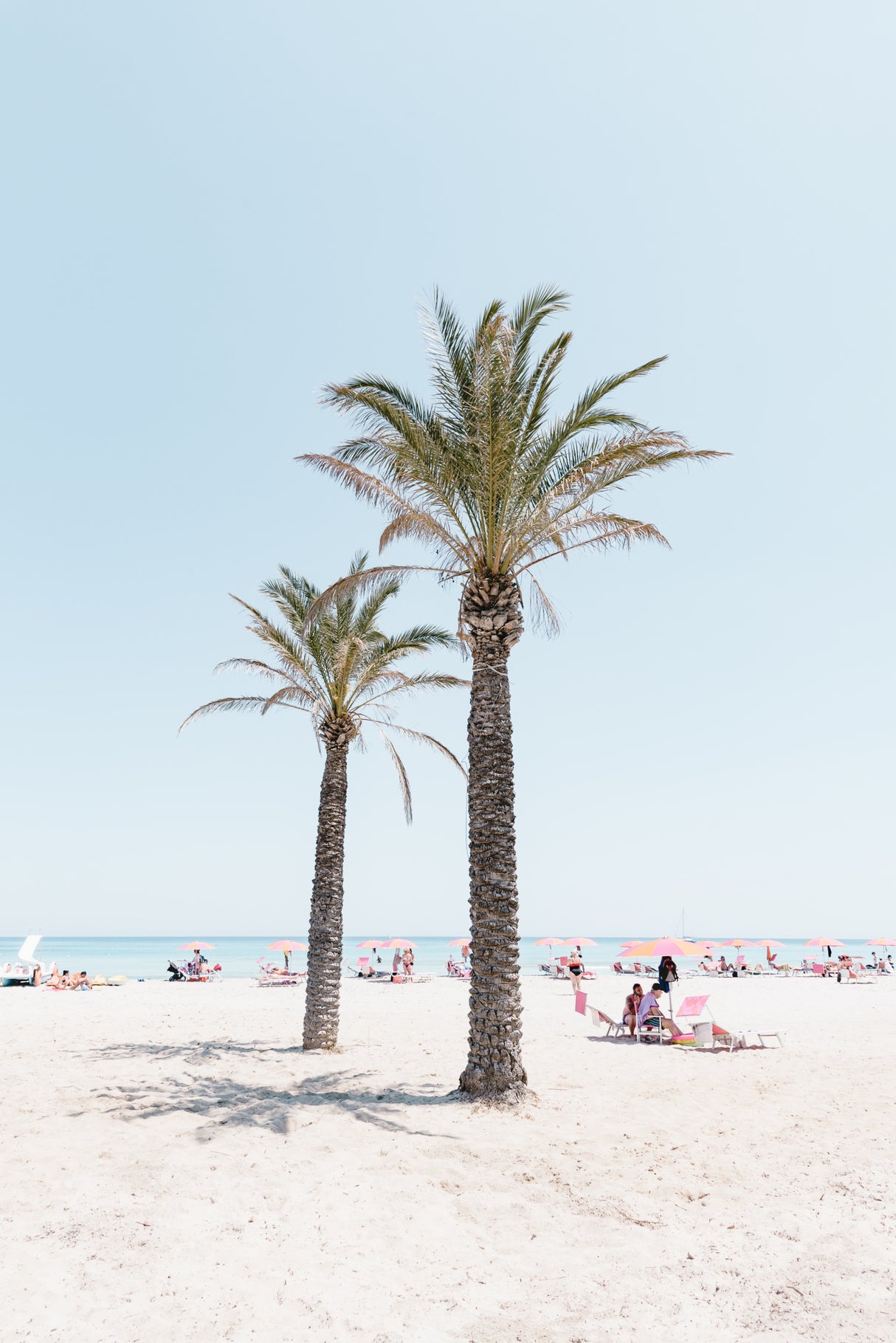 Palm tree at the beach Poster och Canvastavla