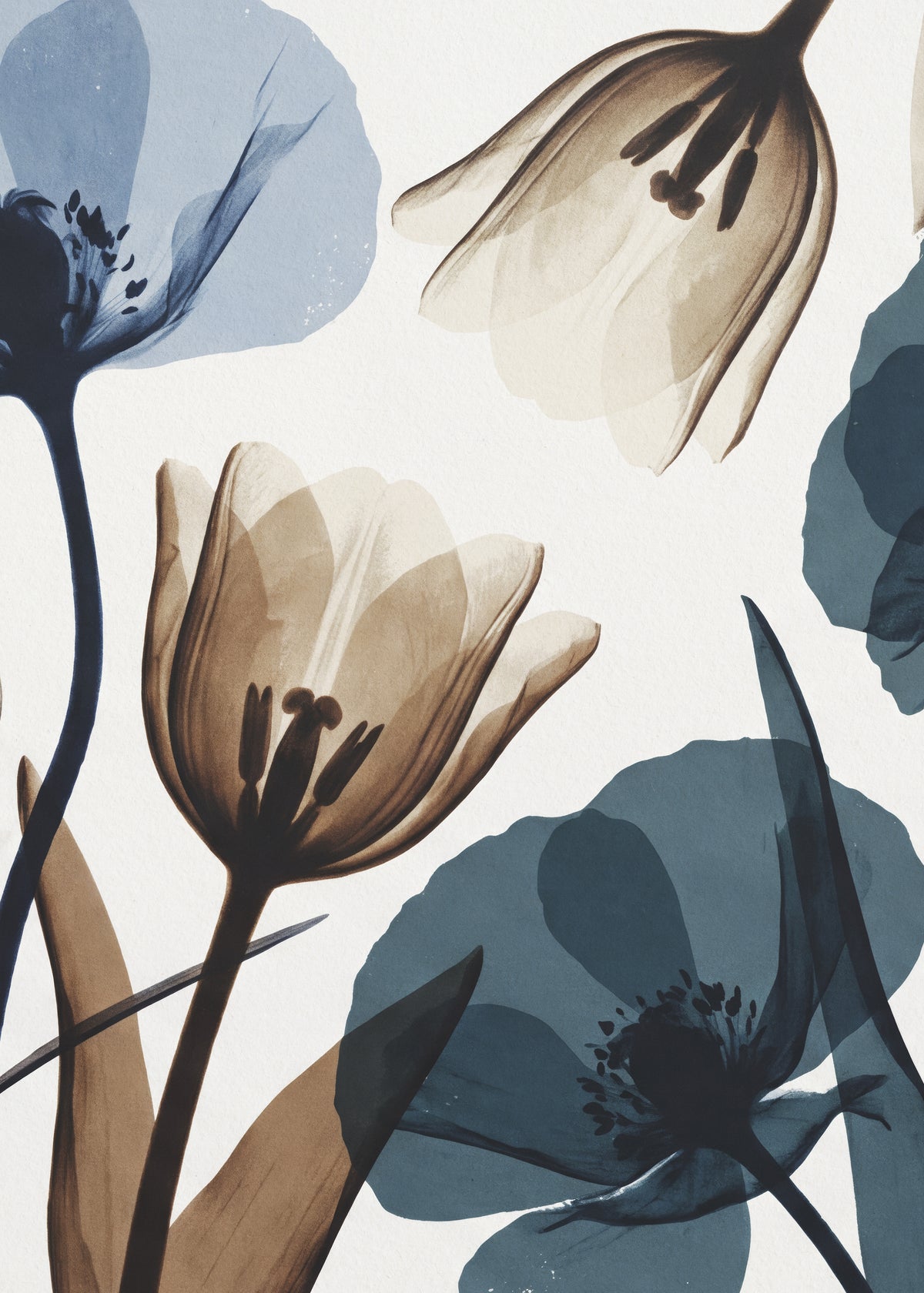 Delicate X-Ray Blooms Poster