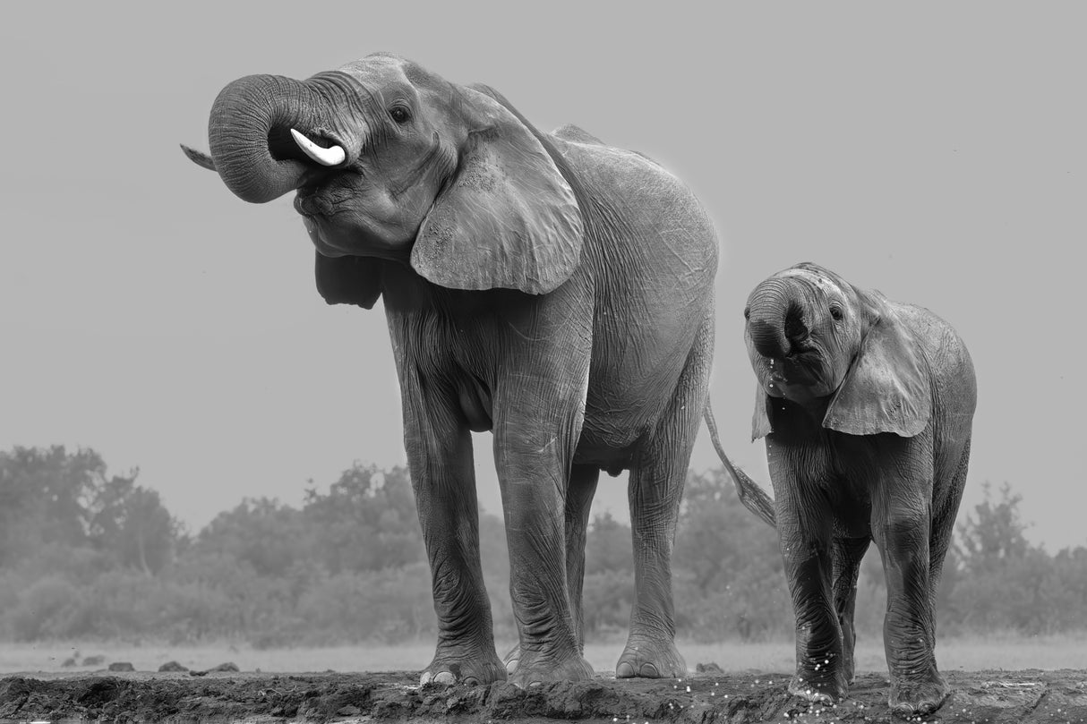 Elephants Poster och Canvastavla