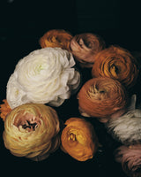 Ranunculus Poster och Canvastavla