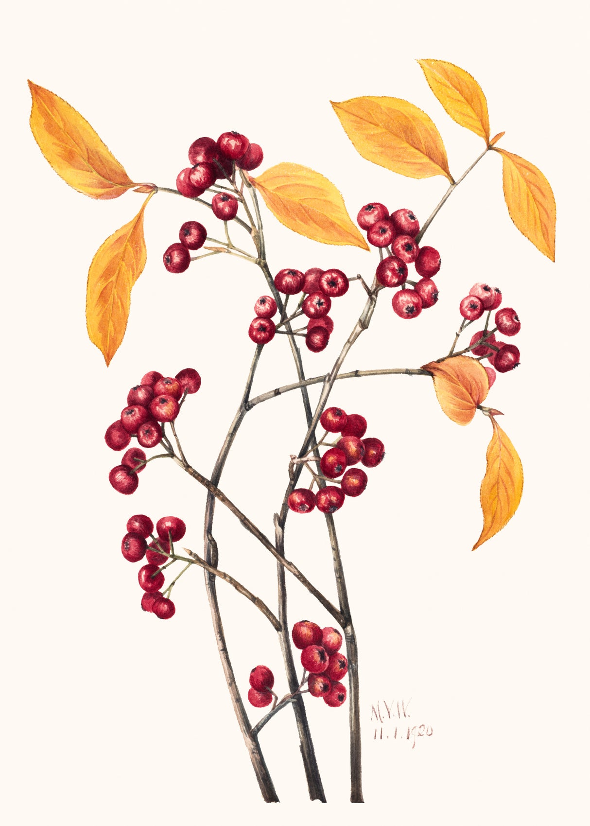 Red Chokeberry (1920) Poster och Canvastavla