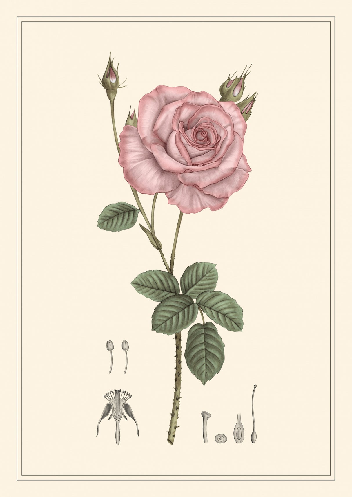 Rose Poster och Canvastavla