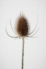 Dried_004 Poster och Canvastavla