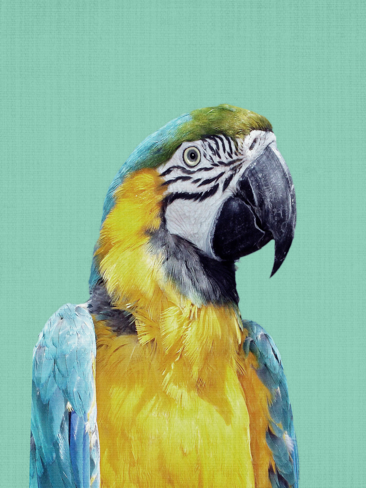 Macaw Poster och Canvastavla