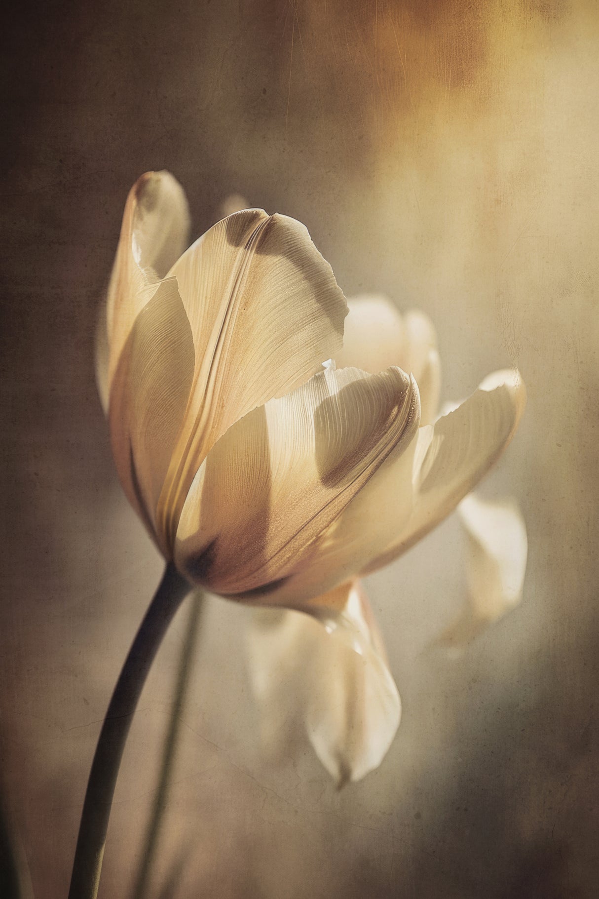 Pastel Tulip Poster och Canvastavla