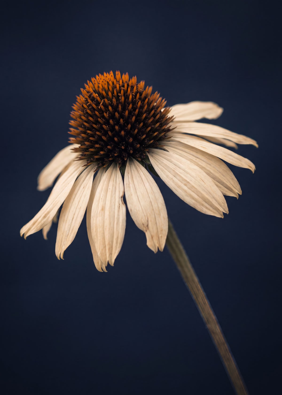 Elegant White Coneflower Poster