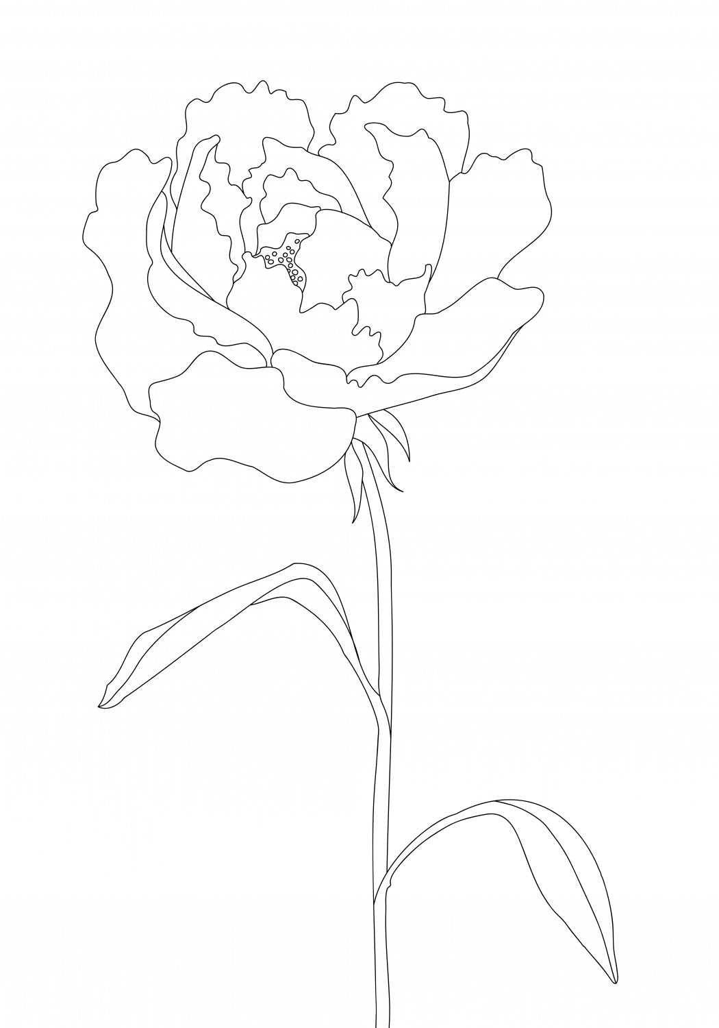 Peony Lines Poster och Canvastavla