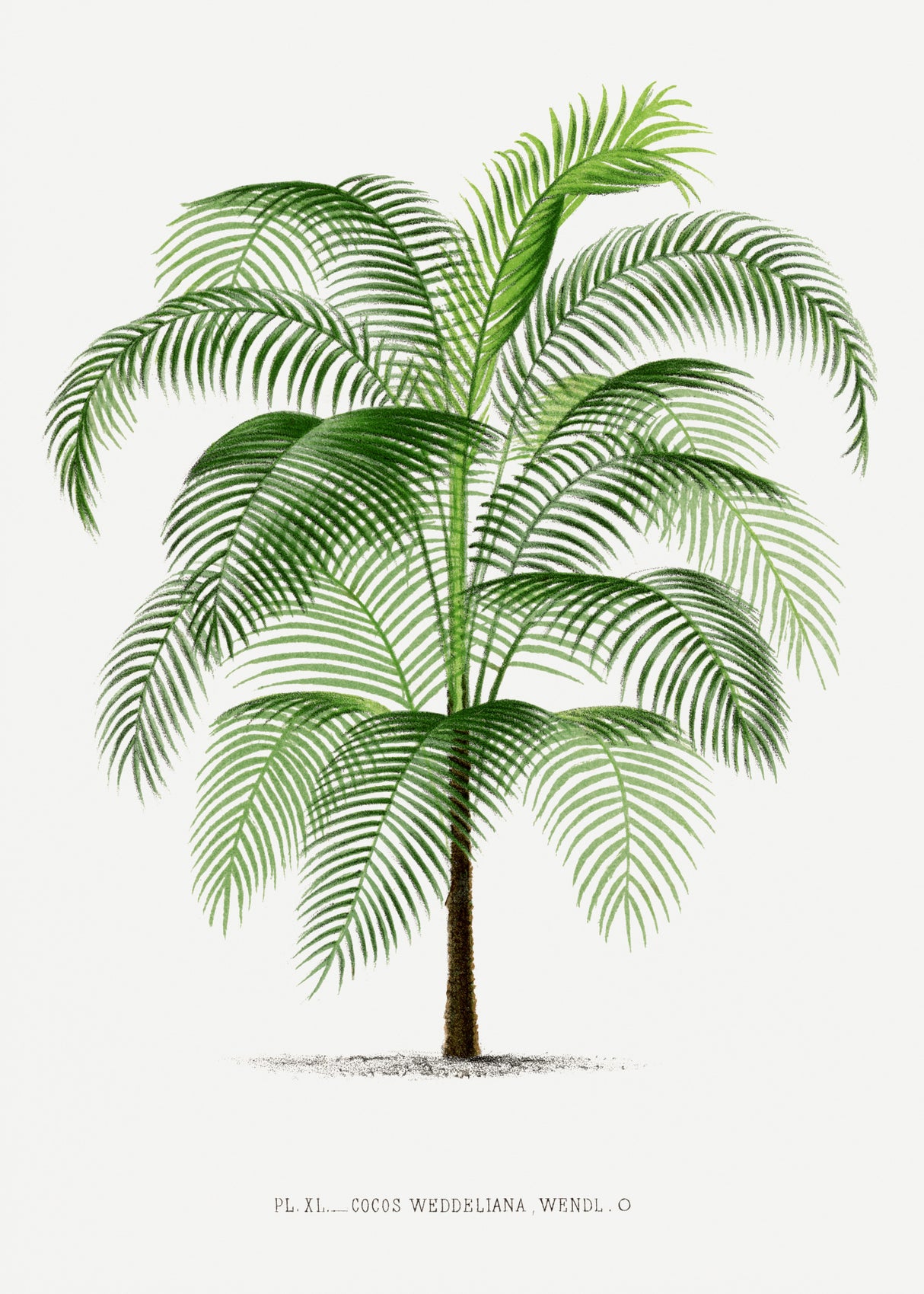 Xi Cocos Weddeliana Poster och Canvastavla