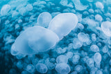 Underwater Cloud Poster och Canvastavla