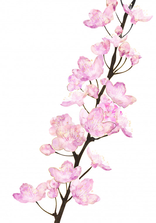 April Cherry Blossoms white Poster och Canvastavla