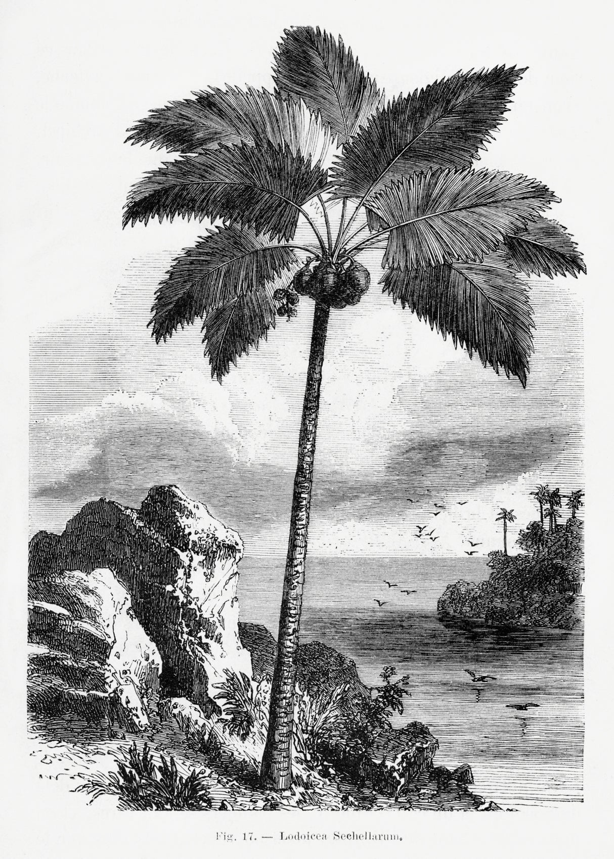 Vintage Palm Tree Drawing I Poster och Canvastavla