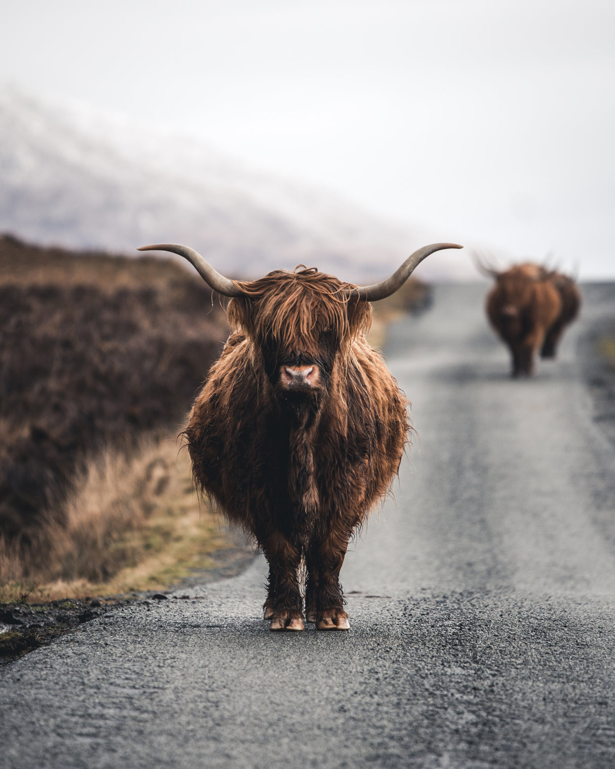 Cow Poster och Canvastavla