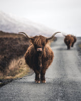 Cow Poster och Canvastavla