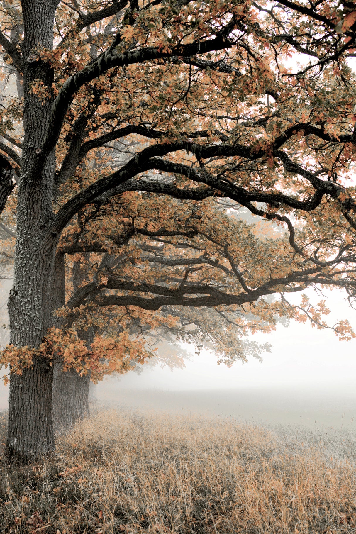 Autumn oaks Poster och Canvastavla