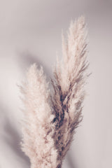 Pampas Grass Poster och Canvastavla