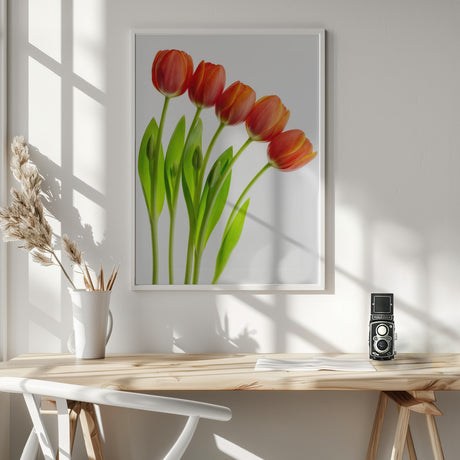 five tulips Poster och Canvastavla