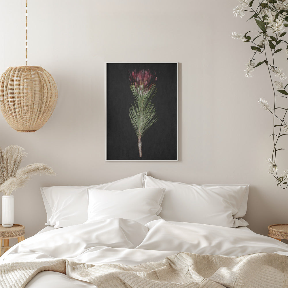 Protea Poster och Canvastavla