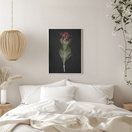 Protea Poster och Canvastavla
