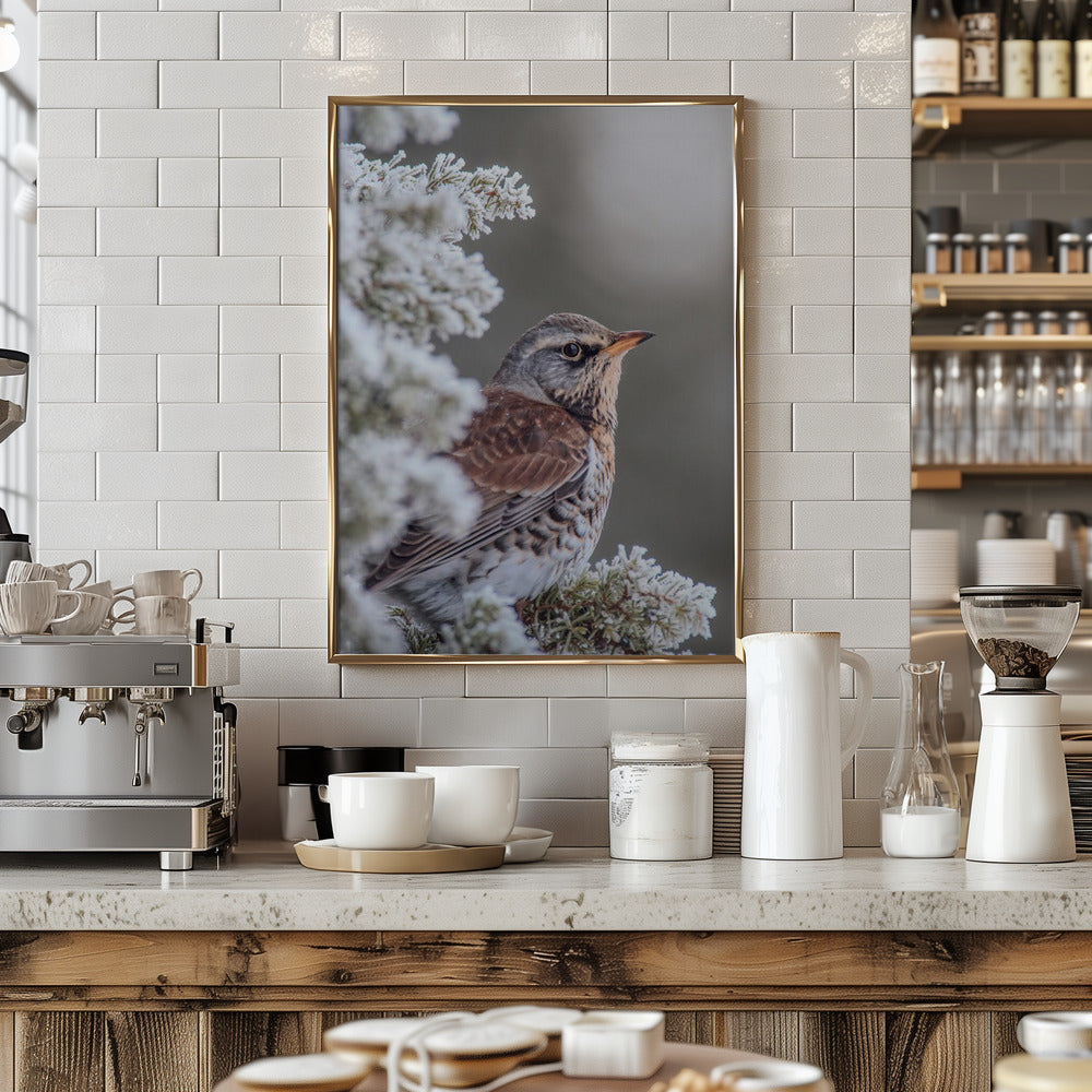 Fieldfare in a winter setting Poster och Canvastavla