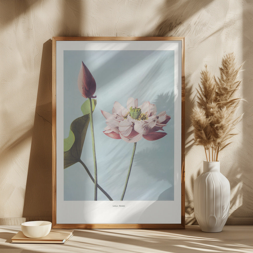 Lotus Flowers Poster och Canvastavla