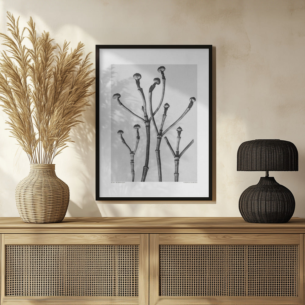 Cornus Florida Poster och Canvastavla