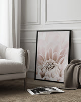 Chrysanthemum No 06 Poster och Canvastavla