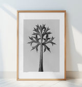 Eryngium Bourgatii Poster och Canvastavla