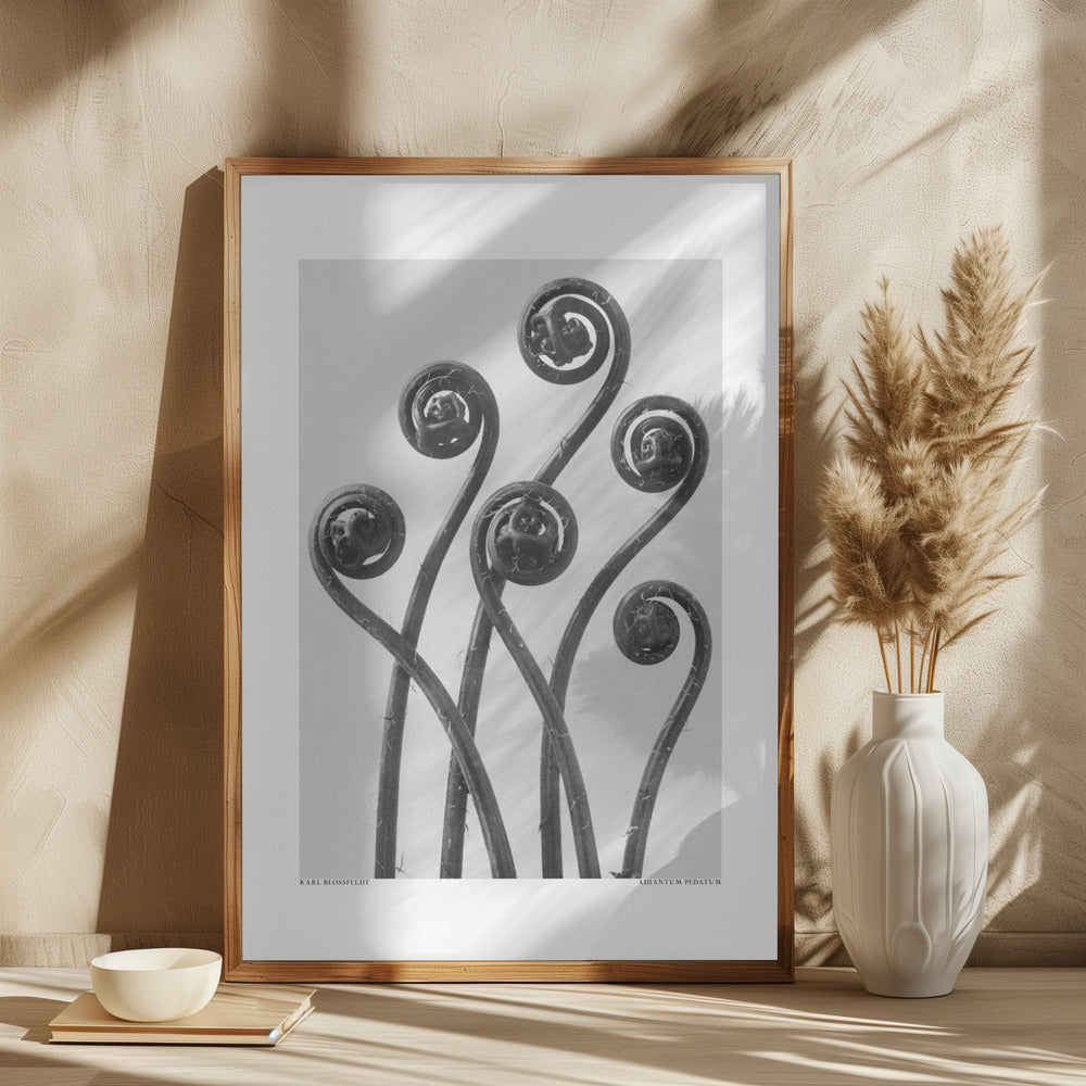 Adiantum pedatum Poster och Canvastavla