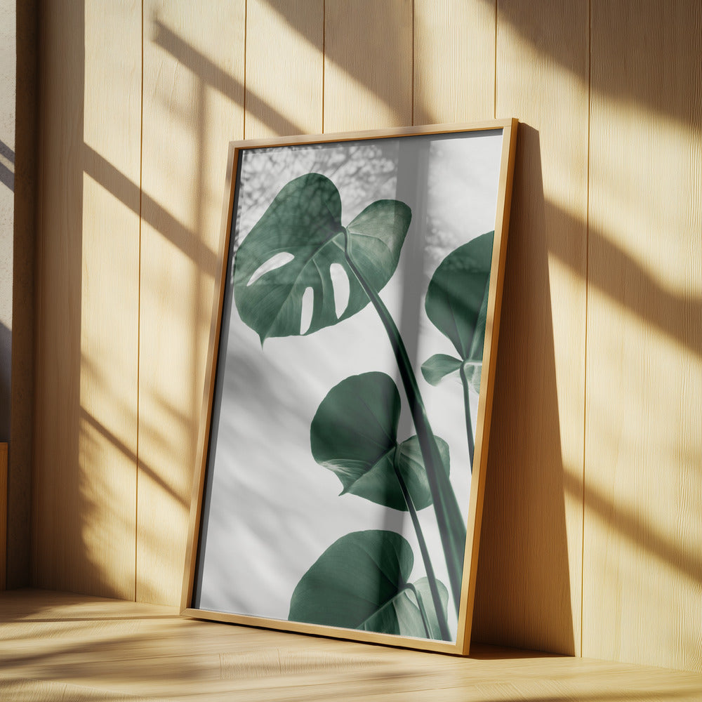 Monstera Natural 38 Poster och Canvastavla