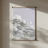 Babys Breath Poster och Canvastavla