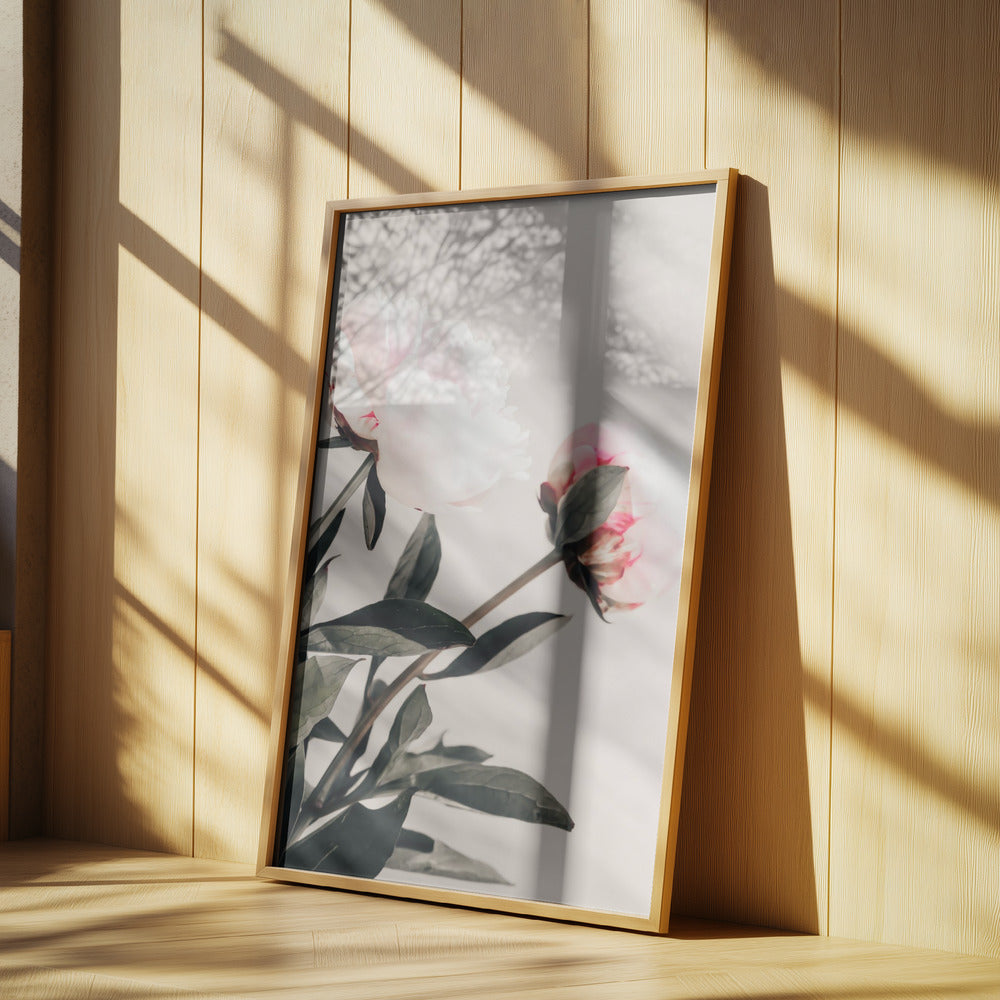 Peony 23 Poster och Canvastavla