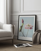 Lotus Flowers Poster och Canvastavla