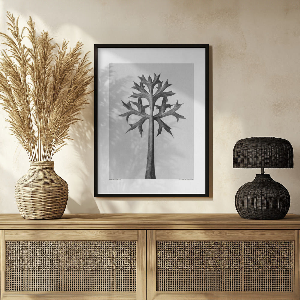 Eryngium Bourgatii Poster och Canvastavla