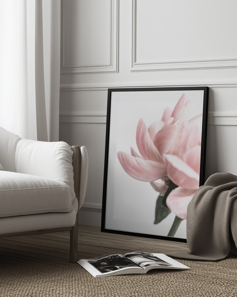 Peony 2 Poster och Canvastavla